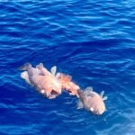 Fishing_Tour_in Costa_Rica (15)